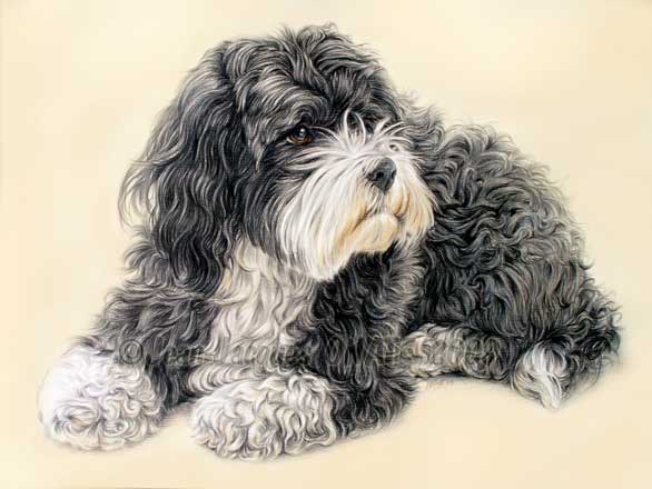 La Bichon Havanais Vilma reprsente en portrait animalier par Jean-Jacques Onate